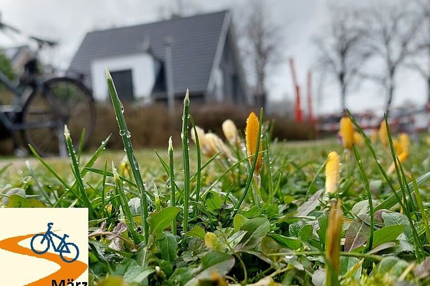 Krokuswiese Krokuswiese in Elterbreischlag