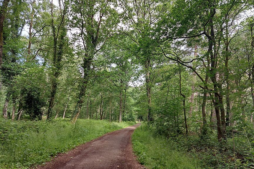 Tour durch die Natur Waldweg